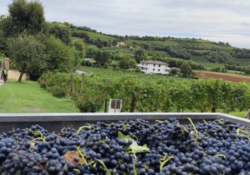 Paesaggio rurale di Barbarano Mossano