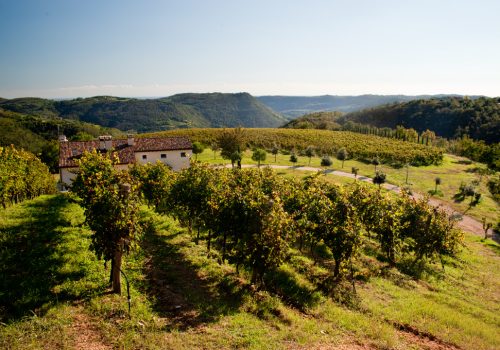 Vigneti e paesaggio collinare di Zovencedo